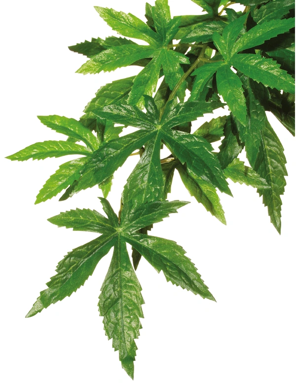 EXO TERRA Abutilon