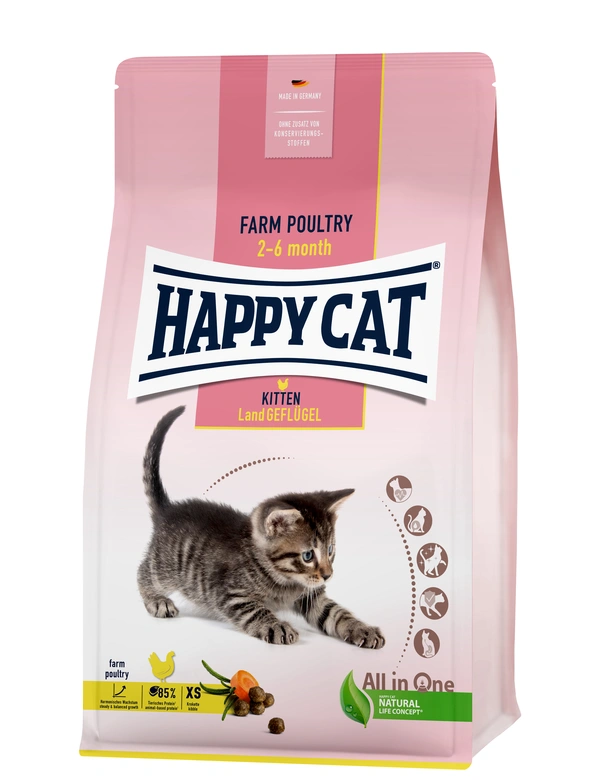 HAPPY CAT YOUNG Kitten