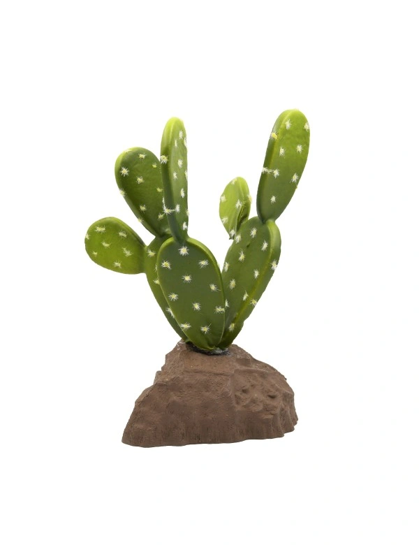 Lucky Reptile Biberschwanzkaktus