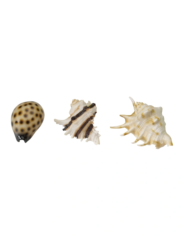 AQUA DELLA Sea Shell Mix