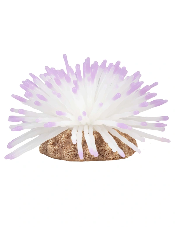 AQUA DELLA Anemone