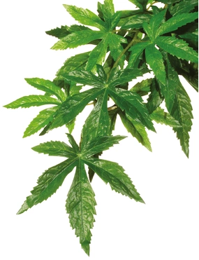 EXO TERRA Abutilon