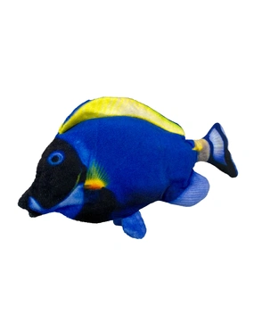 Aumüller Zappel Doktorfisch