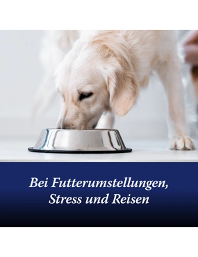 Magenschonendes Hundefutter kaufen| DAS FUTTERHAUS