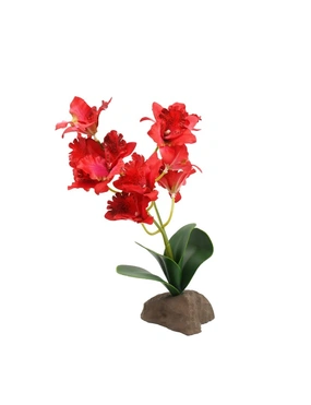Lucky Reptile Orchidee groß
