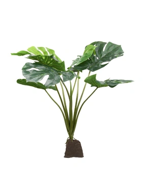 Lucky Reptile Monstera