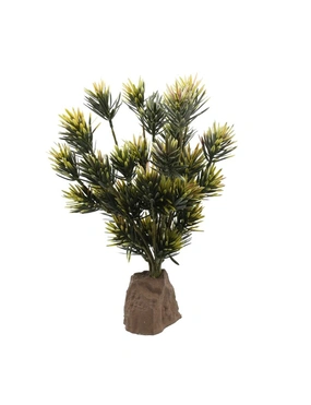 Lucky Reptile Podocarpus