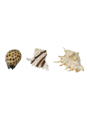 AQUA DELLA Sea Shell Mix