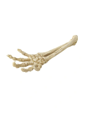 AQUA DELLA Skelett Hand