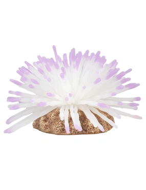 AQUA DELLA Anemone
