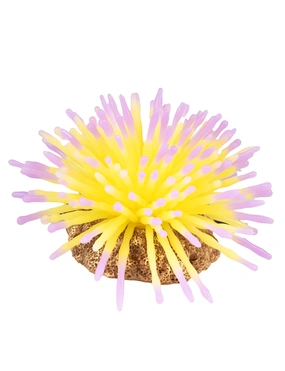 AQUA DELLA Anemone