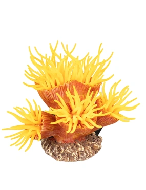 AQUA DELLA Euphyllia