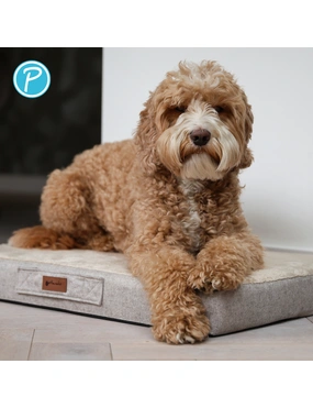 hundemantel mit bauchschutz für kleine hunde Hundemantel mit Bauchschutz für kleine Hunde main image 1