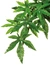 EXO TERRA Abutilon
