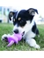 KONG Puppy Binkie