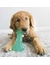 KONG Squeezz Dental Stick