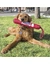 KONG Signature Stick mit Seil