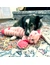 KONG Shakers Crumples Bunny
