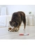 KONG Comfort Pups Spot