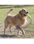 KONG Air Fetch Stick
