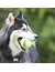 KONG SqueakAir Ball mit Tau