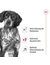 ROYAL CANIN Medium Adult 7+