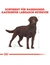 ROYAL CANIN Labrador Adult Sterilised