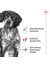 ROYAL CANIN Medium Ageing 10+