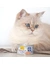 GimCat ShinyCat Jelly