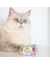 GimCat ShinyCat Jelly