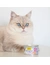 GimCat ShinyCat Jelly