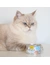 GimCat ShinyCat Jelly