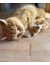 Aumüller Katzenspielkissen Mumie