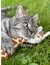 Aumüller Giraffe Gina