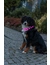 TRIXIE Flash Leuchtband USB