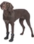 TRIXIE Pfotenschutz Walker Active Long