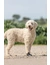 TRIXIE Pfotenschutz Walker Active