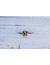 TRIXIE Aqua Toy Ente am Seil