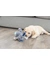 TRIXIE Junior Hund mit Tau