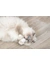 TRIXIE Eis und Cupcake Katzenminze