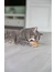 TRIXIE Eis und Cupcake Katzenminze