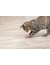 TRIXIE Seepferdchen mit Katzenminze