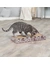TRIXIE Kratzpappe mit Bällen und Katzenminze