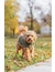 TRIXIE Pullover Norwood