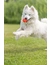 TRIXIE Wabenball