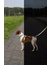 TRIXIE Premium Reflect Hundegeschirr