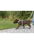 TRIXIE Premium FlexMesh Geschirr
