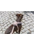 TRIXIE Premium FlexMesh Geschirr