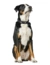 HUNTER Hundehalsband Softie Stone