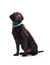 HUNTER Hundehalsband Convenience